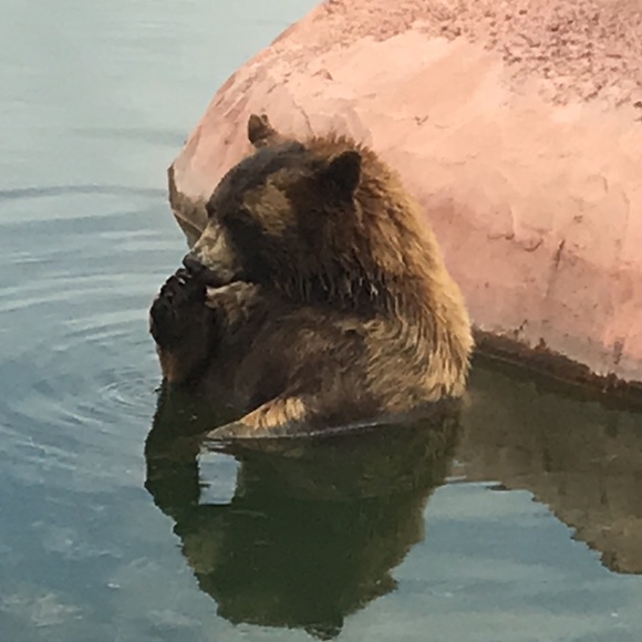 Meet your Posher, Lori - Picture 1 of 1